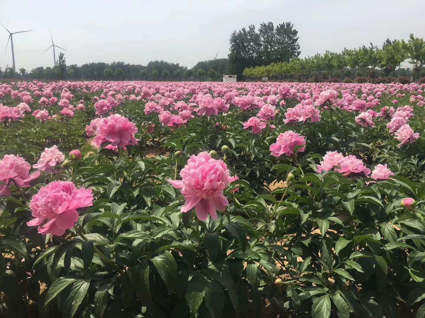 多花芍药  芍药鲜切花 切花芍药 山东芍药切花 芍药切花 芍药基地