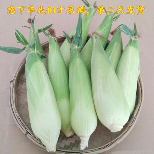  上思白糯玉米农家新鲜甜玉米非转基因苞谷刚熟满浆现摘现发嫩糯香