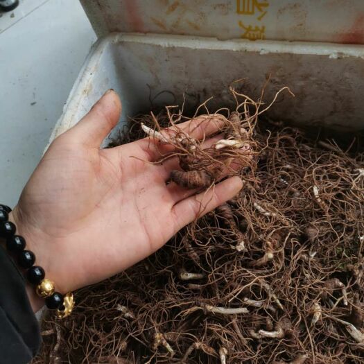 恩施市 重楼苗  七叶一枝花种苗