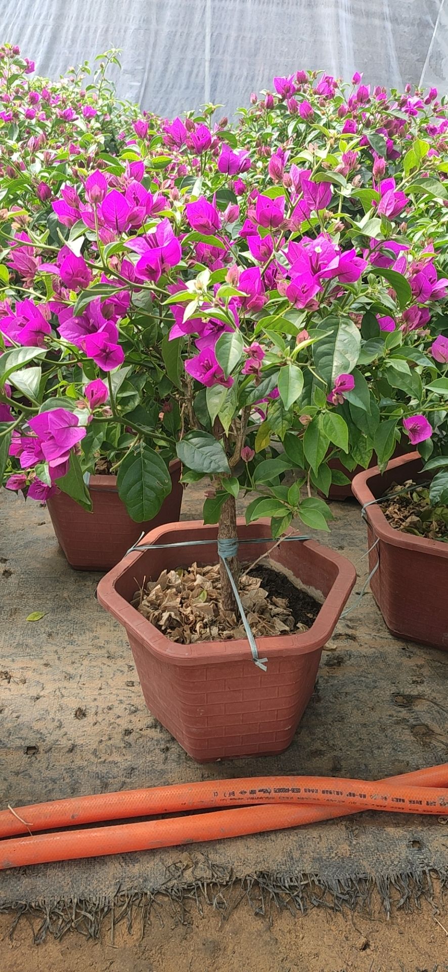  2棵 三角梅盆栽爬藤大苗四季开花不断好养易活室内外观花卉植物