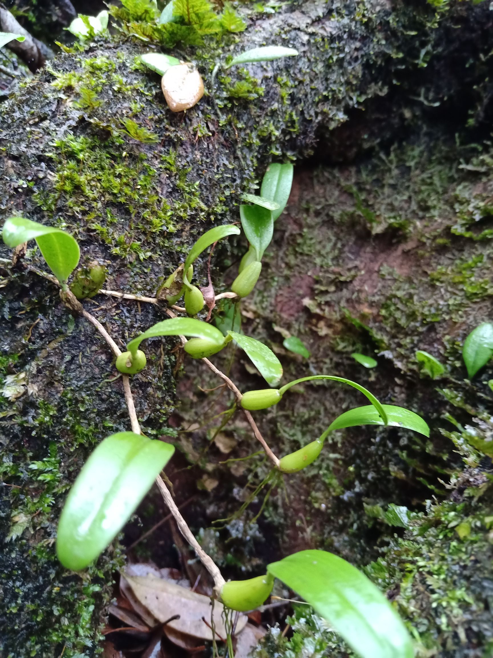 中药材山药 单叶果