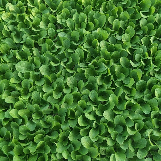 通海县现苗，大白菜苗，