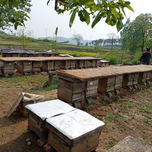 枣阳市 家养蜂蜜