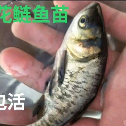 蓬溪县雄鱼苗  花鲢，大头鱼，淡水养殖业的高产鱼类，成活率高，欢迎来电