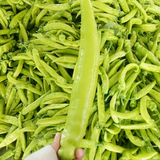 莘县 黄皮尖椒，薄皮
