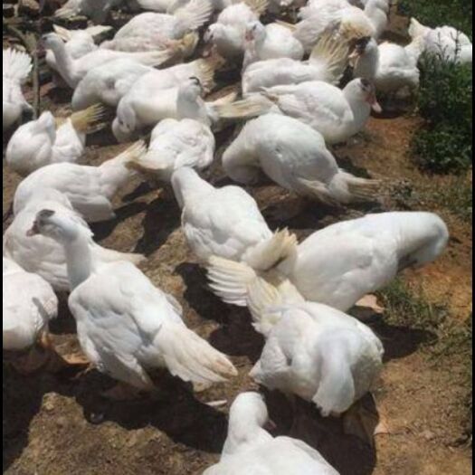 南宁 白番鸭苗