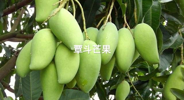 雷州覃斗芒果大量上市，好货供应中，果园现摘产地直供香甜可口
