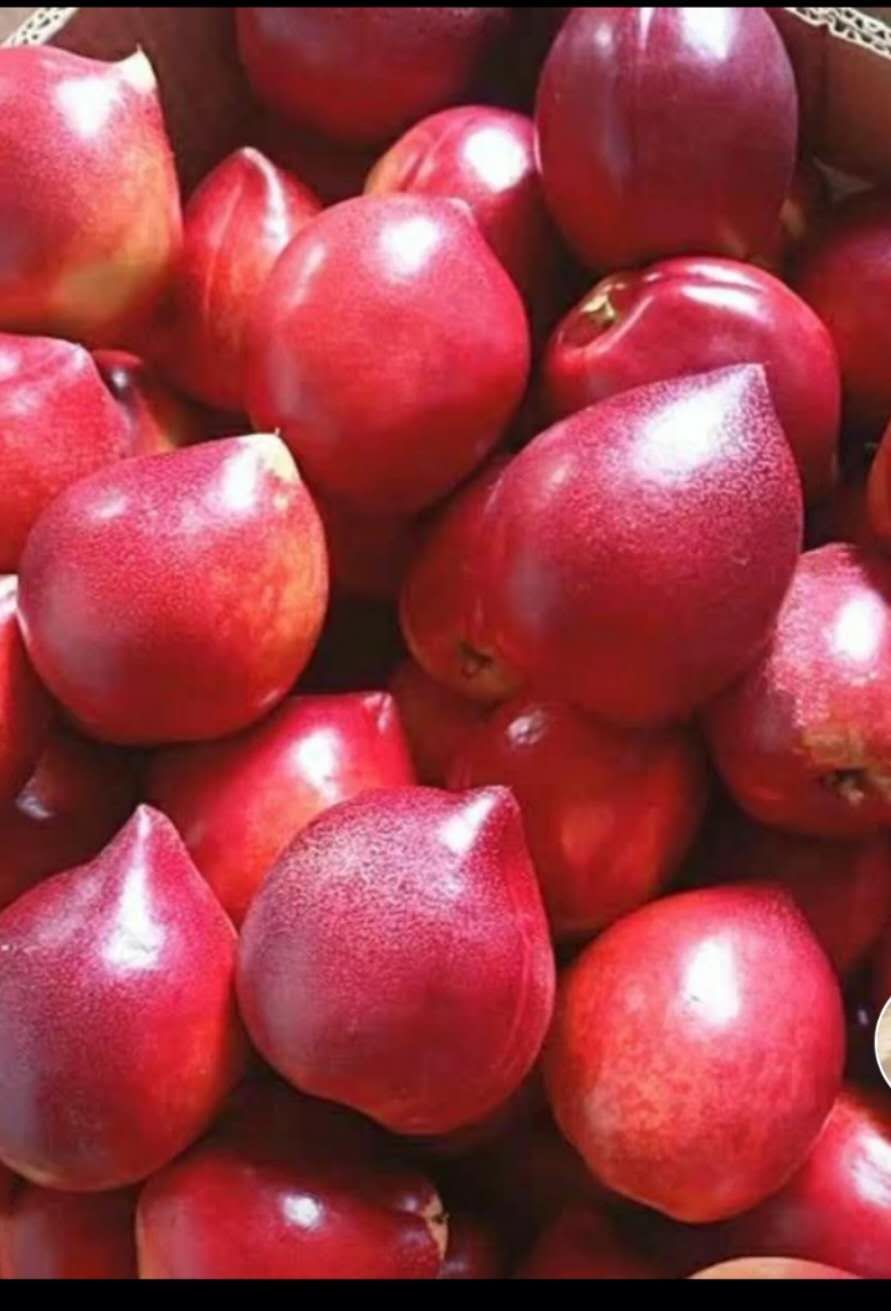  万亩油桃基地 大量上市中 欢迎来购