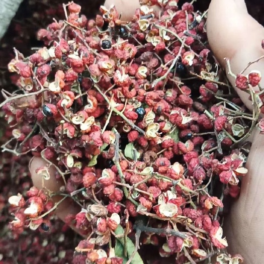伊川县 万亩花椒种植基地，欢迎前来参观，