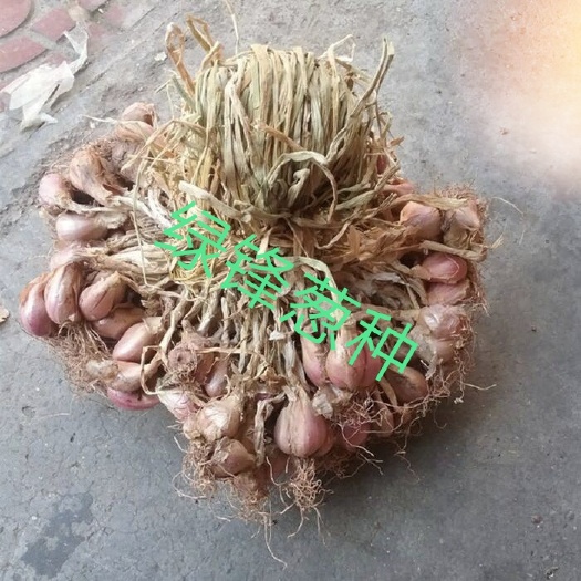 徐闻县香葱种子 绿锋葱种