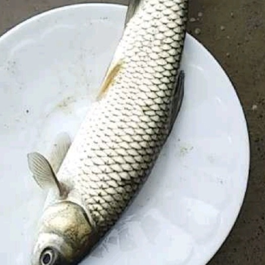 绵阳 草鱼苗，规格齐全货到付款送货上门量大从优，云南贵州四川广西