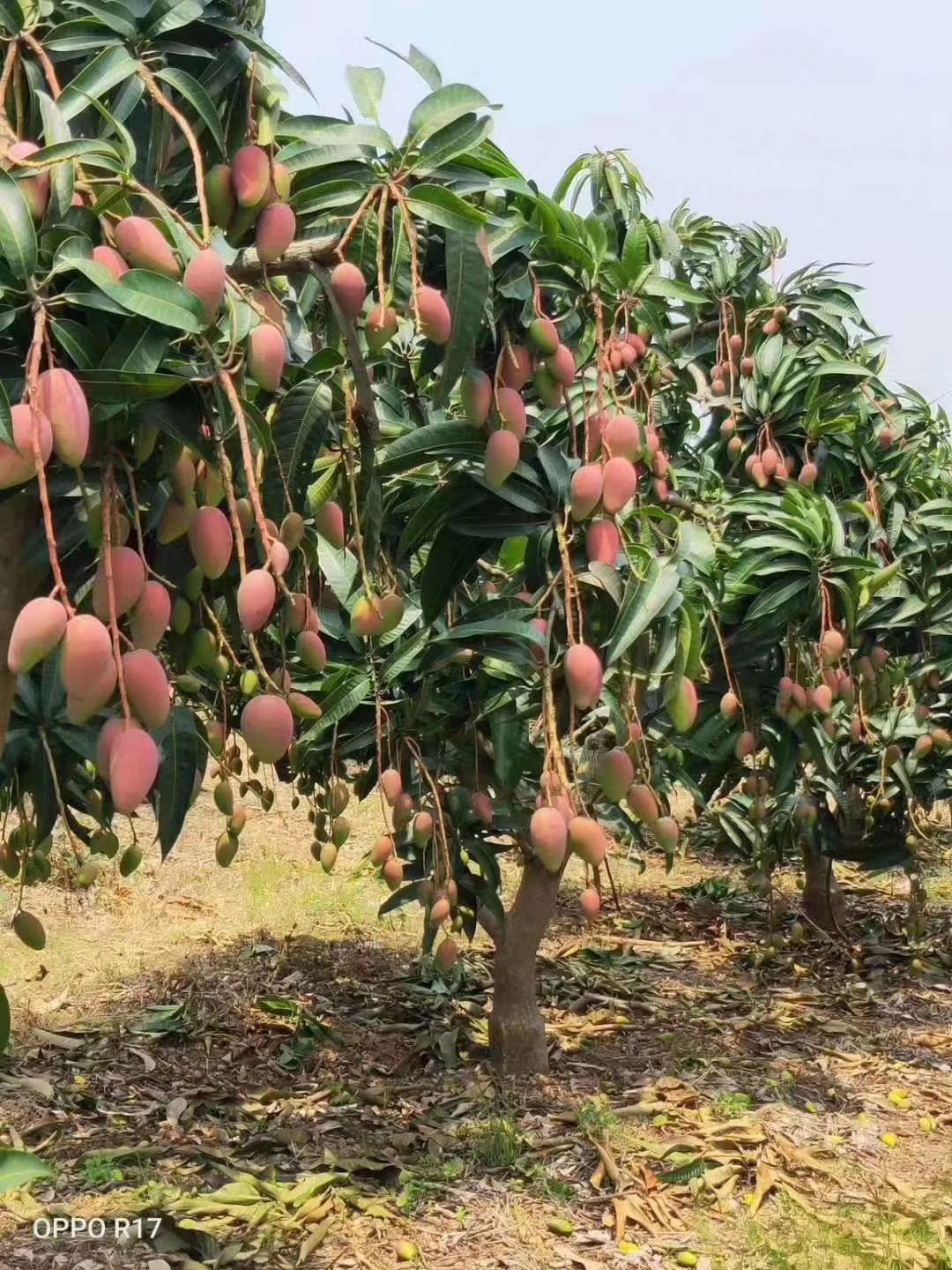 贵妃芒果苗 红贵妃芒果皮红好看,果肉清甜不酸,包邮