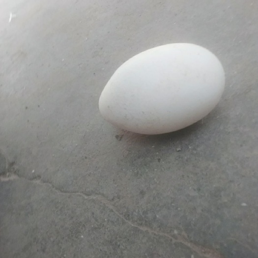 林州市鲜鹅蛋 价格美丽