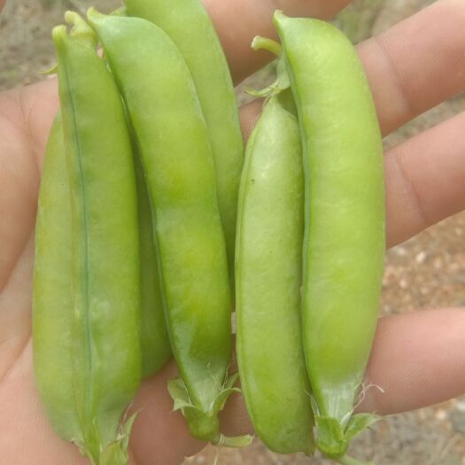 泌阳县青豆荚