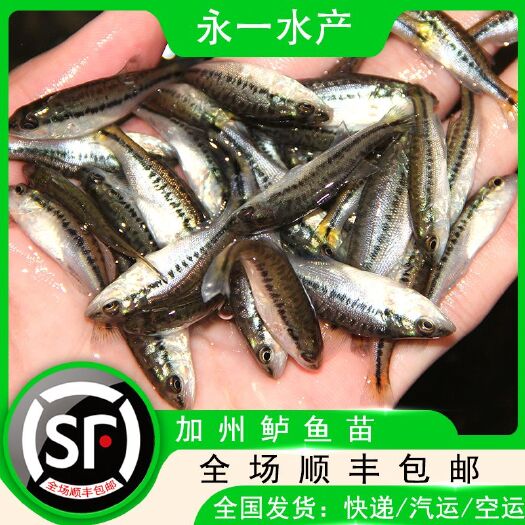 中山市 热卖大口鲈鱼 加州鲈水花 七星鲈鱼 海鲈鱼 宝石鲈鱼淡水鱼