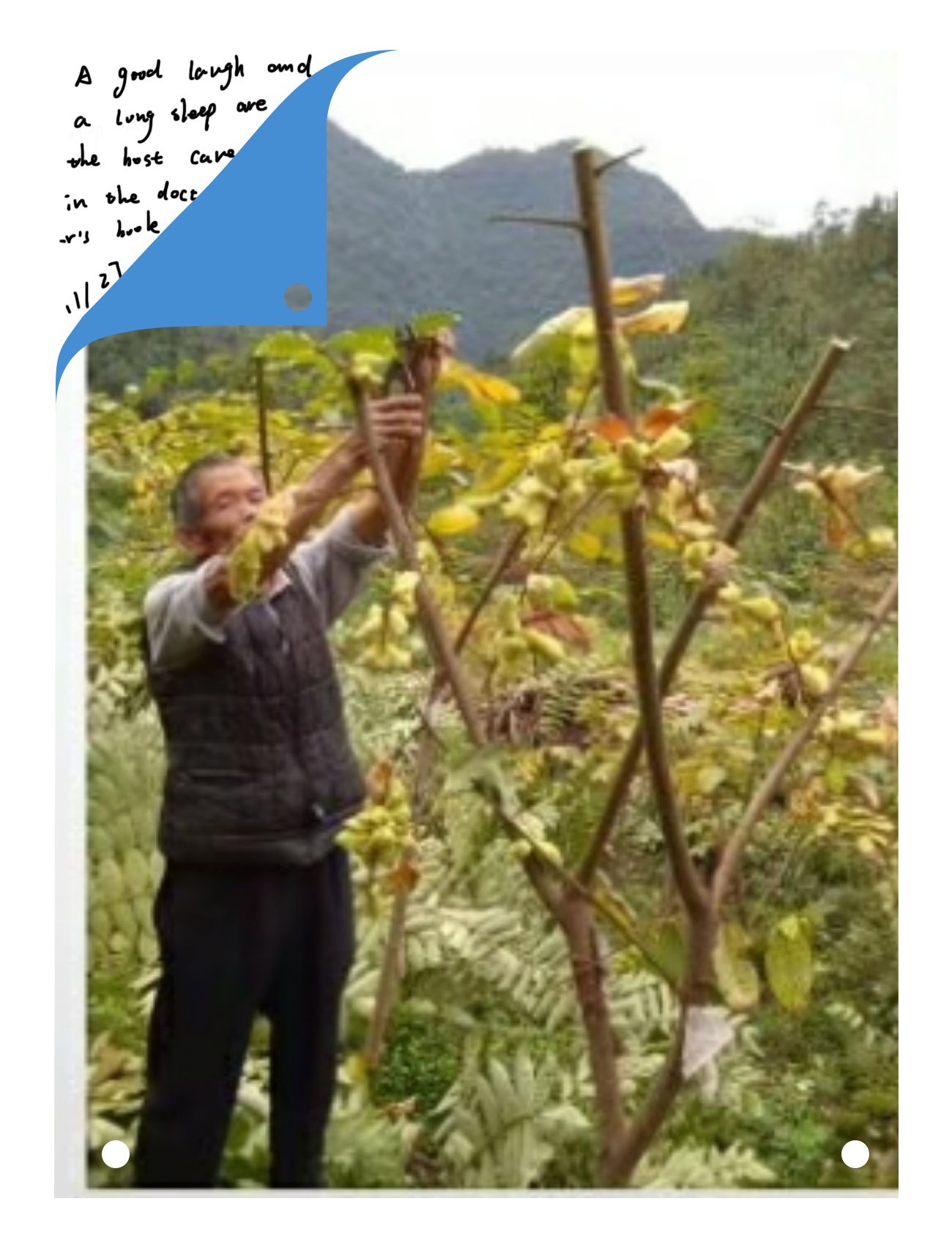 盐肤木  湖南林科院慈利县德军五倍子苗木基地