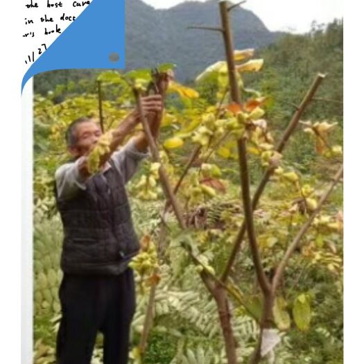 慈利县盐肤木  湖南林科院慈利县德军五倍子苗木基地