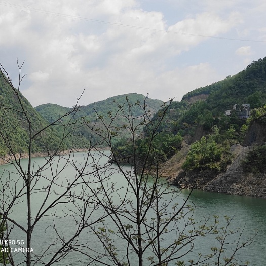 紫阳县紫阳富硒茶 2020年优质银高山富硒茶    银针