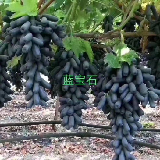 兴城市蓝宝石葡萄苗  甜蜜蓝宝石嫁接大苗口感甜脆自然无核