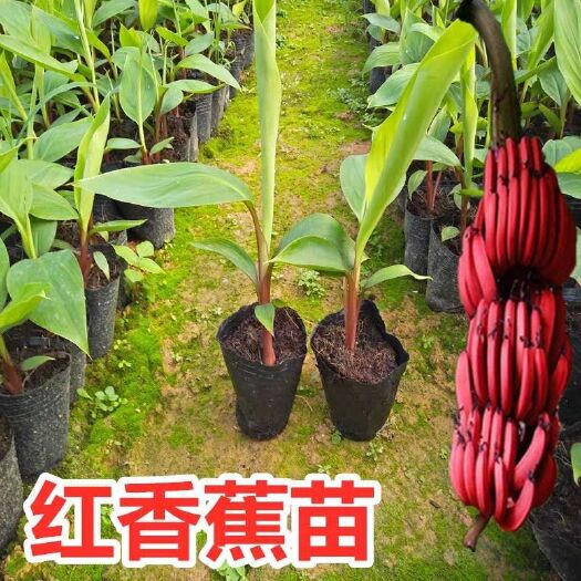 灵山县 新品种马来西亚南洋香蕉苗皮香蕉威廉斯B6香蕉粉蕉皇帝蕉树苗