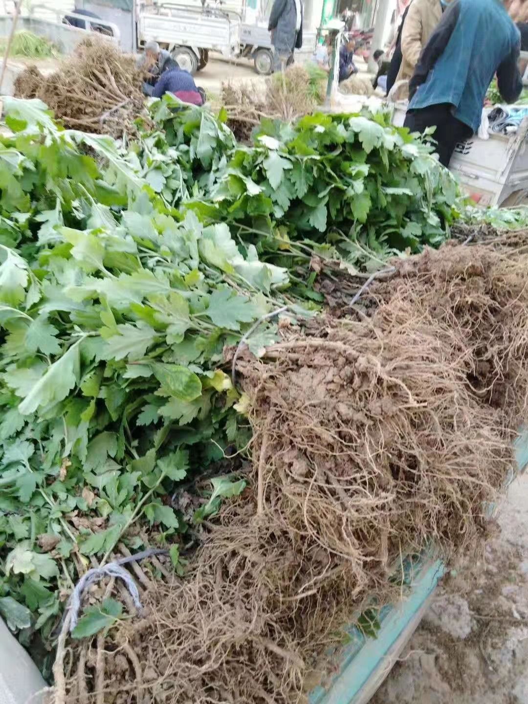  菊花苗优质菊花苗优质金丝皇菊苗