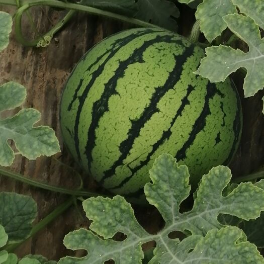 菏泽8424西瓜 以质量求生存