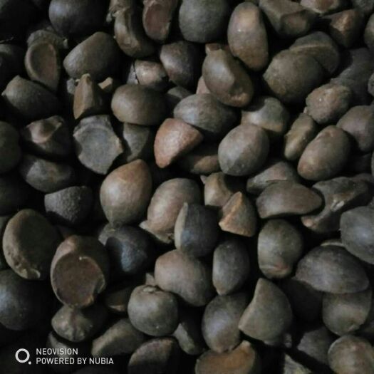 六安油茶籽 优质量油茶
