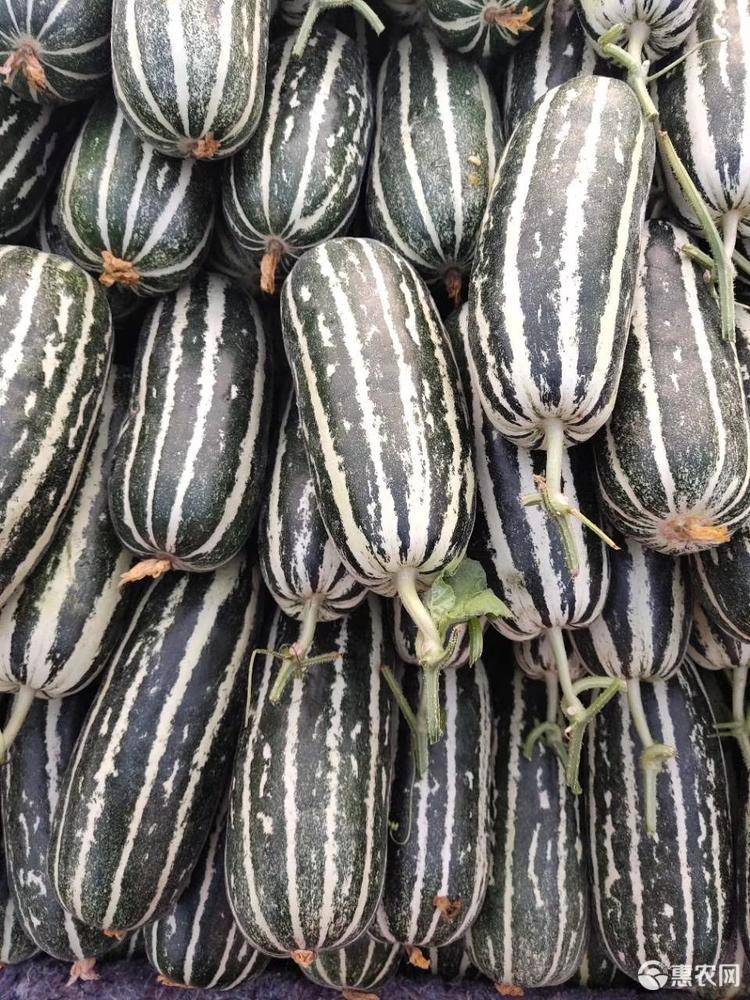 博洋9号甜瓜 博洋9号,大量现货,长期供应,河南滑县正宗产地