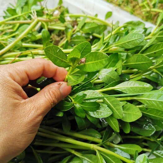 洪湖市革命草水花生空心莲子草高低温浮水草小龙虾螃蟹鳝鱼等室内大棚