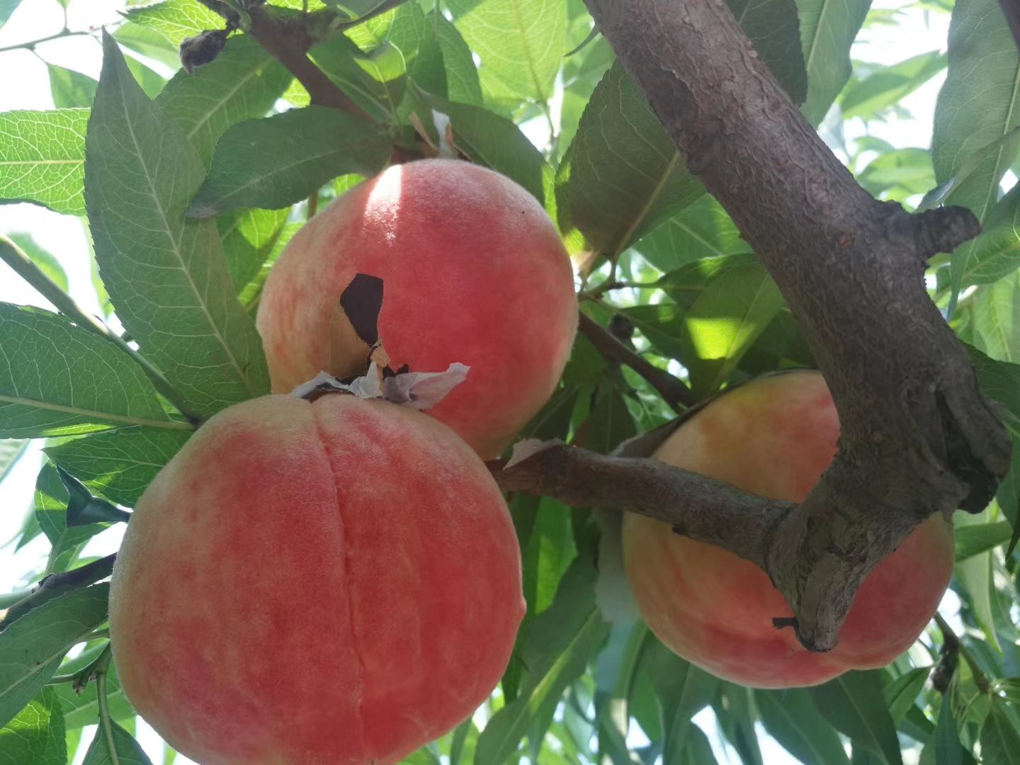红岗山桃 大山里的桃子