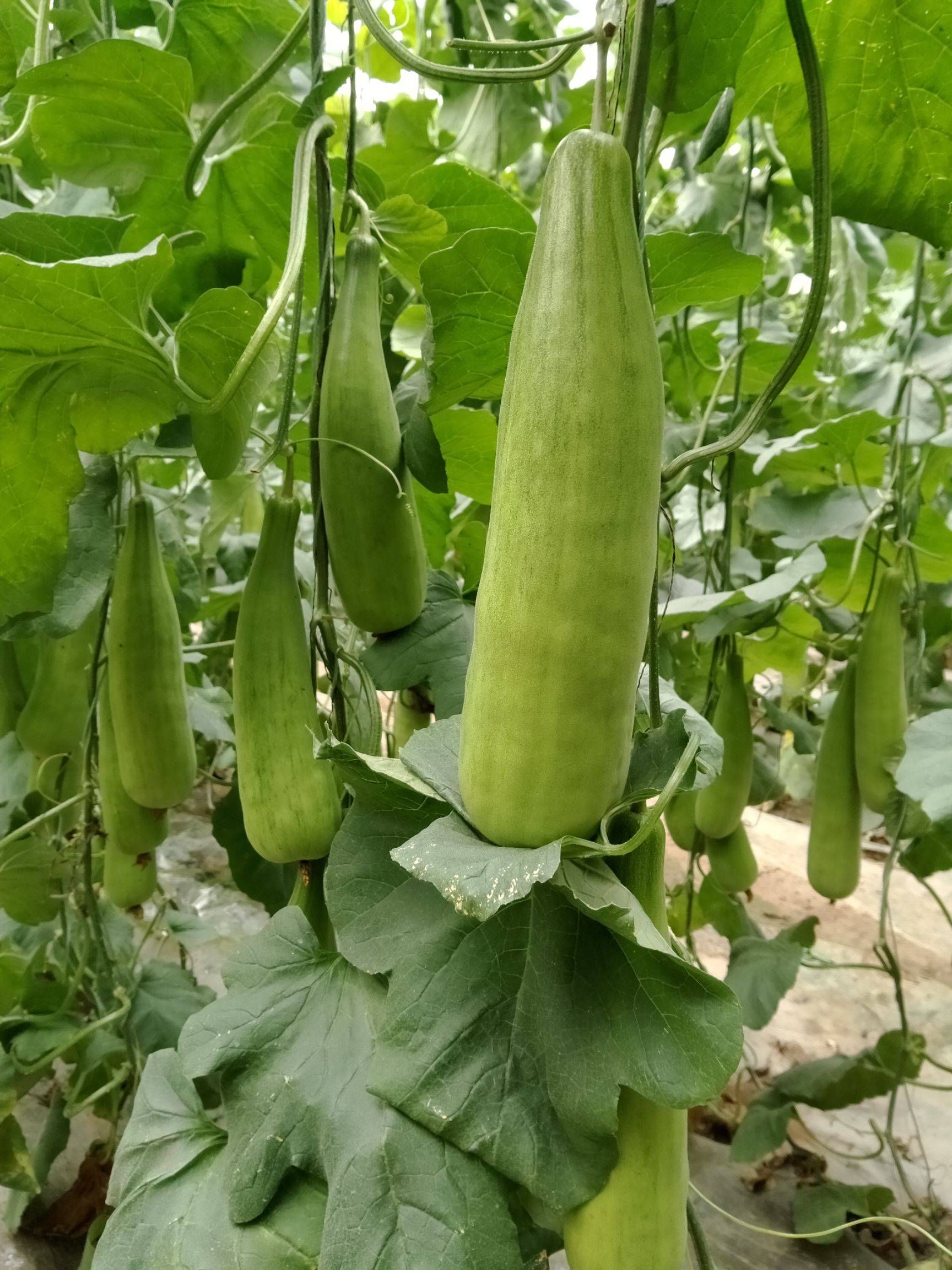  羊角蜜甜瓜，河南滑县正宗产地，大量现货供应，一手货源