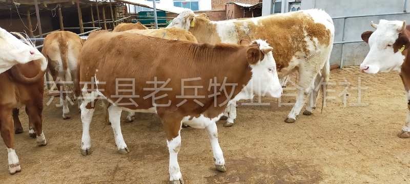 东丰县 吉林西门塔尔母牛