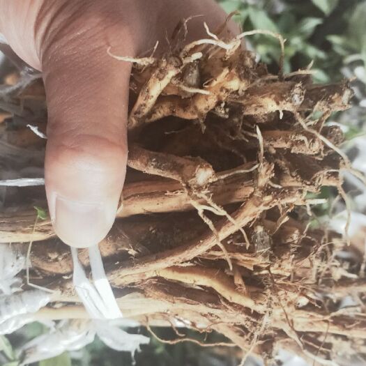 湘蕾一号金银花苗  金银花苗/营养杯/裸根苗