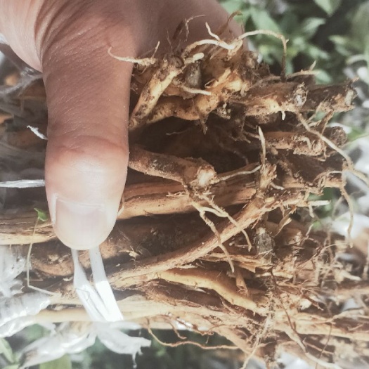 隆回县湘蕾一号金银花苗  金银花苗/营养杯/裸根苗