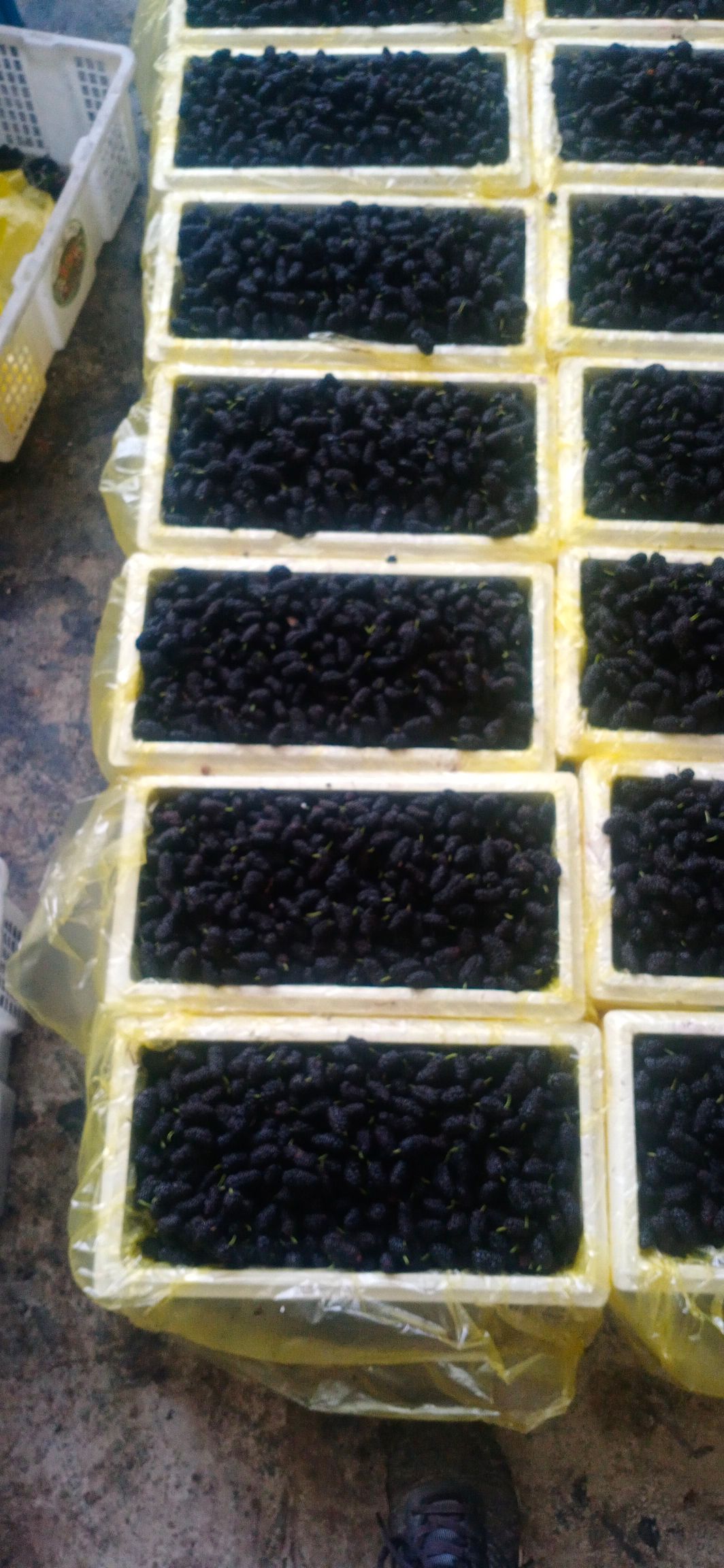  鲜桑葚