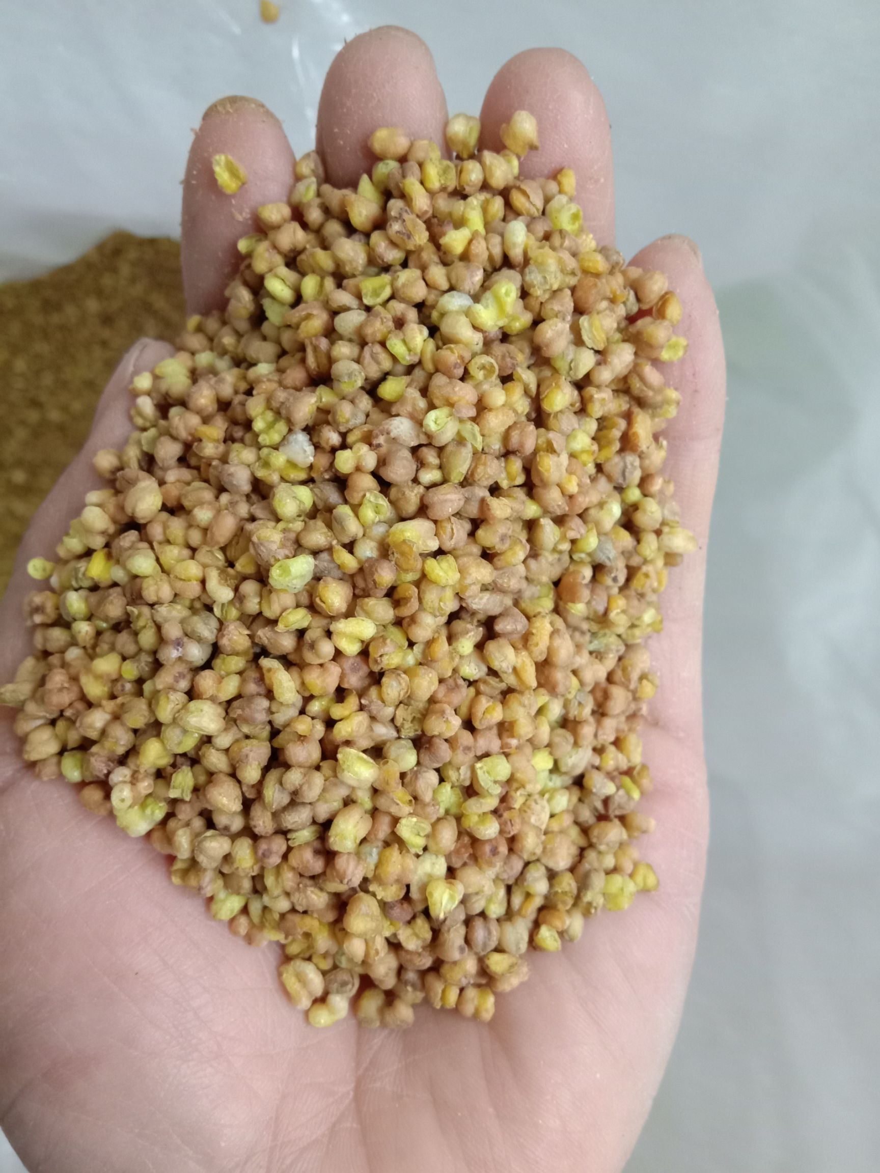 蕎麥茶   苦蕎，批發(fā)苦蕎茶，無雜質(zhì)！