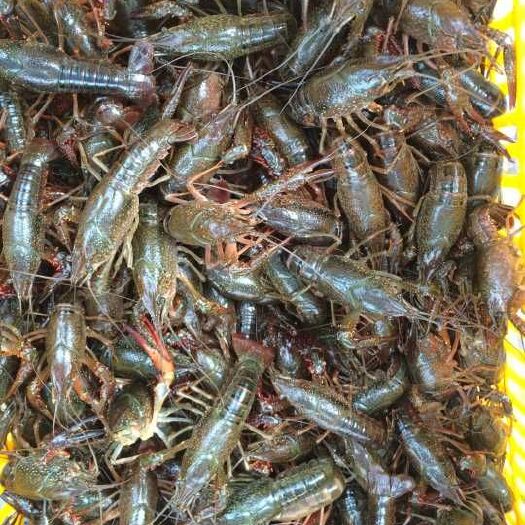 洪湖市 洪湖小龙虾  大青6-9钱  养殖基地直发  餐饮