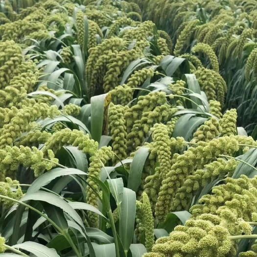 内黄县御谷种子 高产谷子，亩产1300斤.