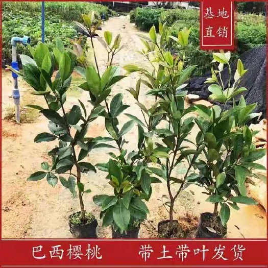 正宗巴西樱桃树苗珍贵巴西甜樱桃苗带土带叶发货盆栽地栽南北方