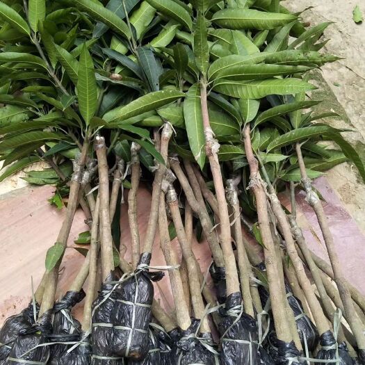 灵山县 芒果苗树嫁接矮化金煌桂七四季芒苗南方种植当年结果庭院阳台盆