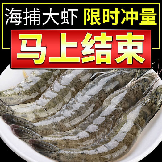 青岛虎虾  【顺丰速递】海捕大虾对虾海鲜基围虾明虾青虾白虾海虾冻