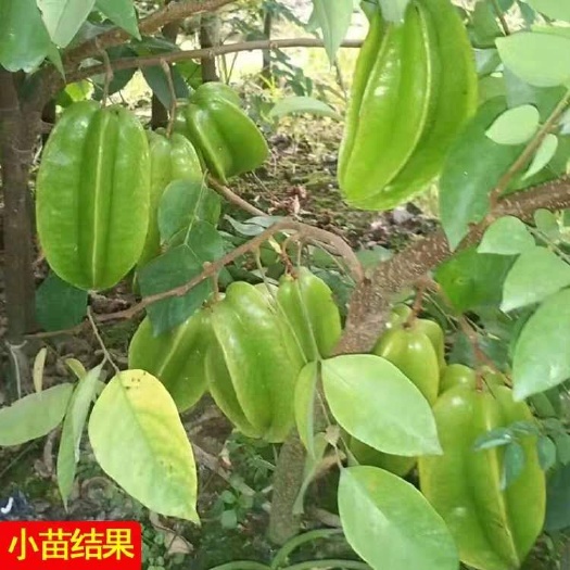 灵山县马来西亚甜杨桃苗 杨桃苗 嫁接苗 树苗蜜丝杨桃苗马来西亚甜杨桃庭院植物可盆
