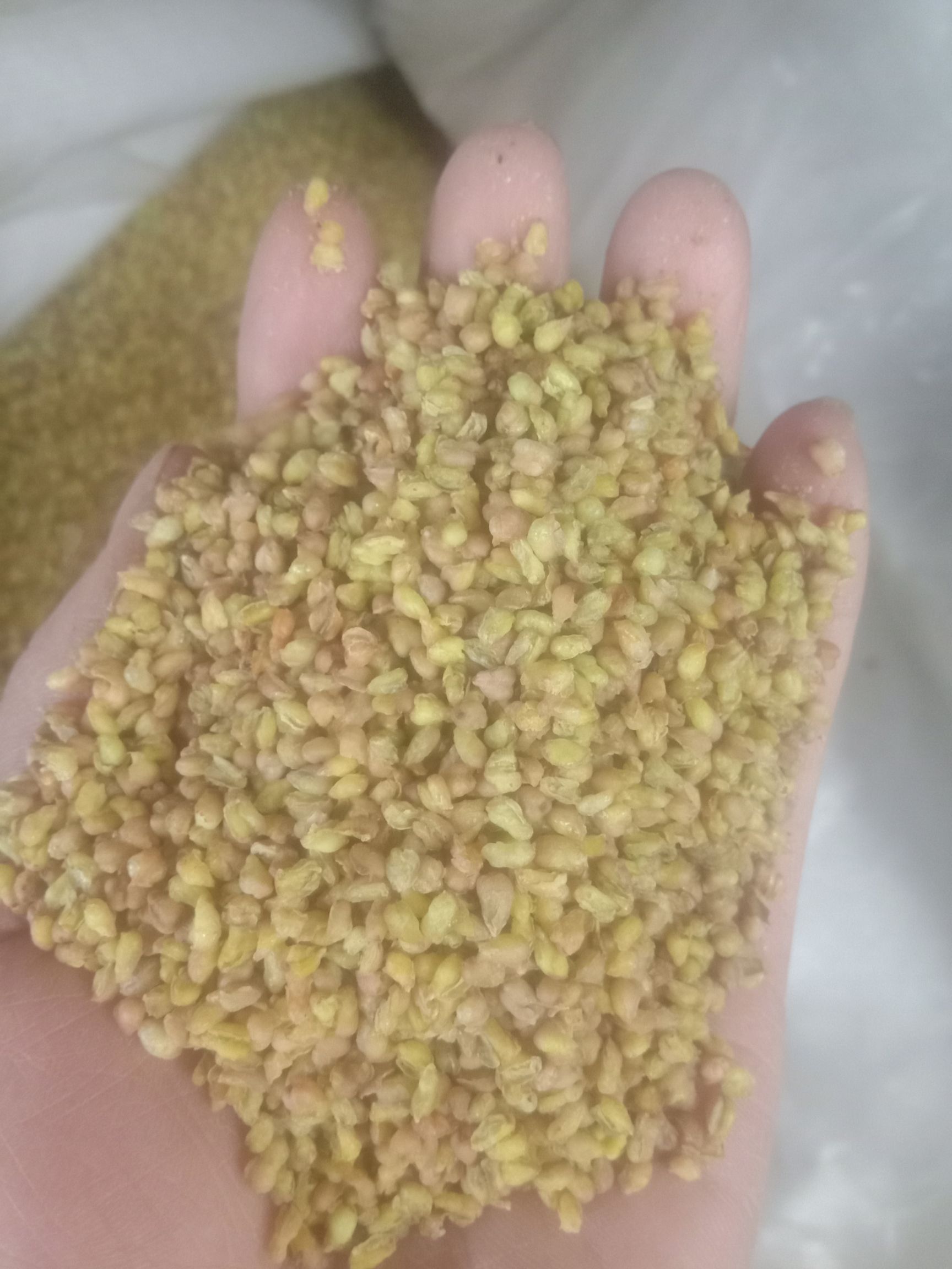蕎麥茶   苦蕎，批發(fā)苦蕎茶，無雜質(zhì)！