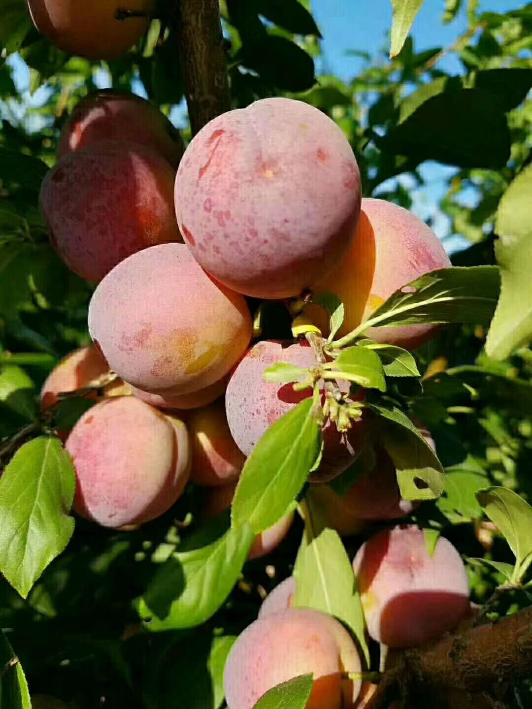 大紅袍李子苗 各種新品種果樹苗