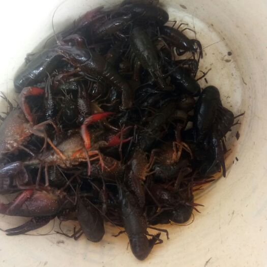 南京清水小龙虾 送货上门保质保量，无须为货品的长期供货而烦脑，选择我无烦脑。
