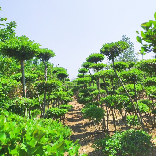  小叶女贞造型，云片10个左右，多年的精品造型苗木，自产自销！