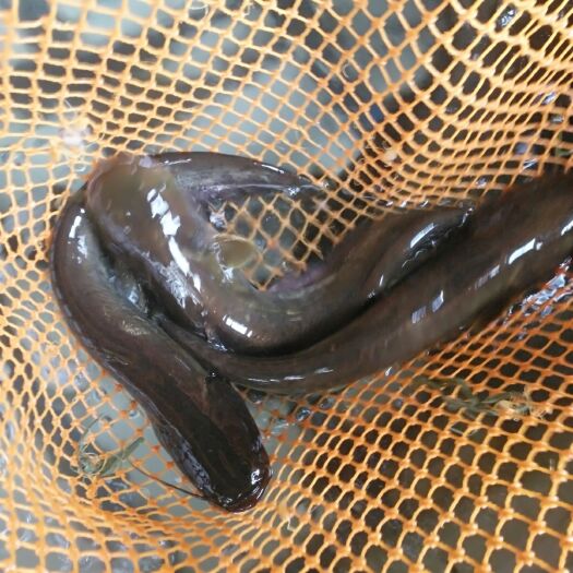 江油市鲢鱼苗  优质  鲢鱼