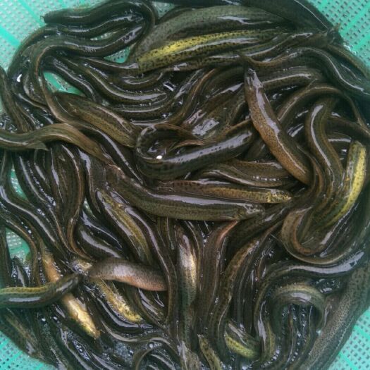  泥鳅最后一些货，价格美丽，需要的联系我