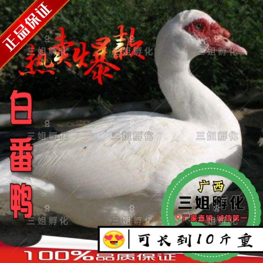 南宁白番鸭苗 西洋鸭