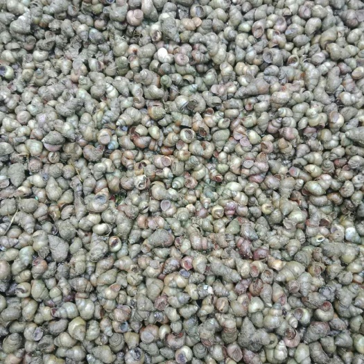 济宁螺蛳 好货继续发，要量大的老板看这里